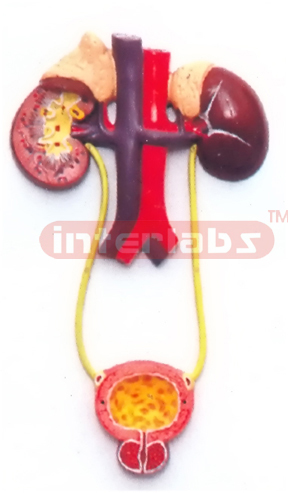 HUMAN URINARY SYSTEM